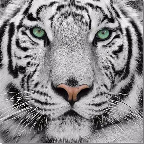 Art on Acrylic Tiger Black and White