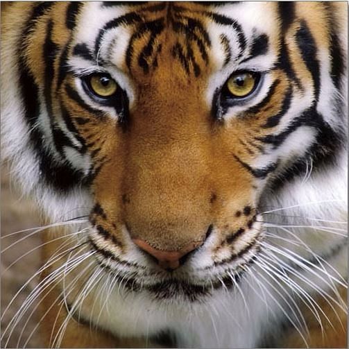 Art on Acrylic Tiger