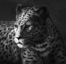 Art on Acrylic Cheetah
